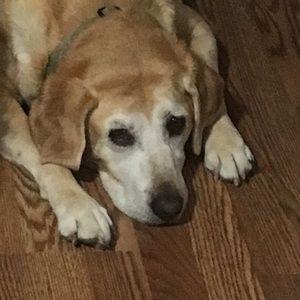 Meet your Posher, Paula